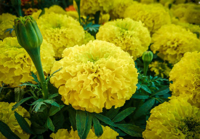 Close-up of yellow flowering plant