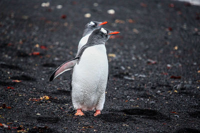 Close-up of penguin on rock