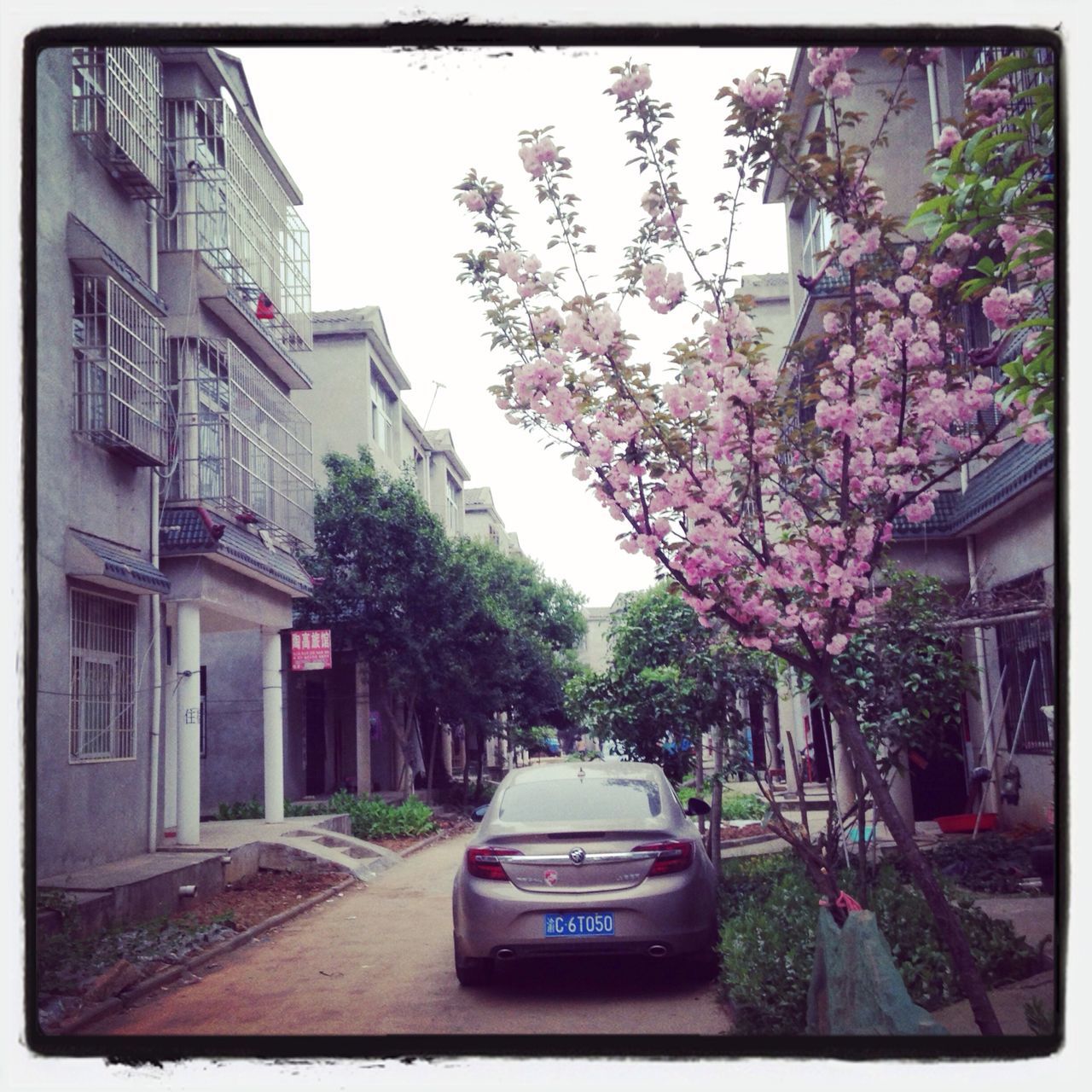 building exterior, tree, architecture, built structure, transfer print, flower, car, growth, transportation, auto post production filter, land vehicle, house, street, city, mode of transport, outdoors, day, road, residential structure, branch