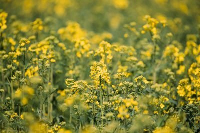 Close-up of yellow flowering plants on field