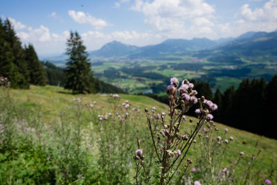 Scenic view of flowering plants on field against mountains