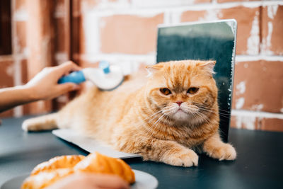 Close-up of cat at home