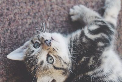 High angle portrait of cat lying on street