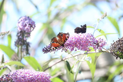 Close-up of butterfly pollinating on purple flower