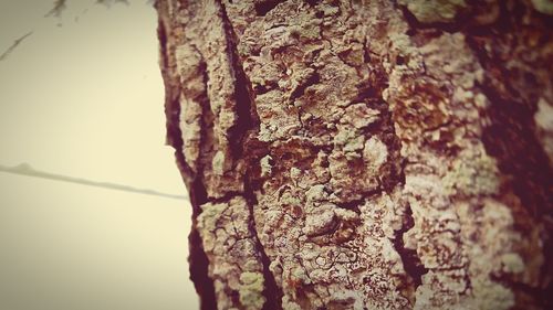 Close-up of tree trunk against sky