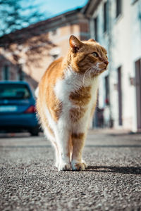 Cat looking away on road