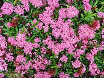 High angle view of pink flowering plants