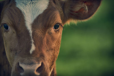 Close-up portrait of horse