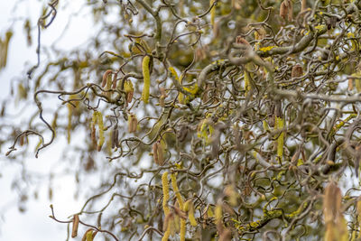 Full frame shot of plants during winter