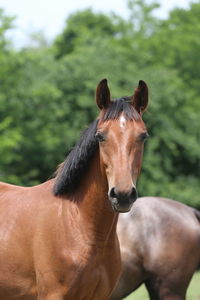 Portrait of horse in ranch