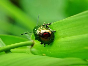 Close-up of insect on leaf