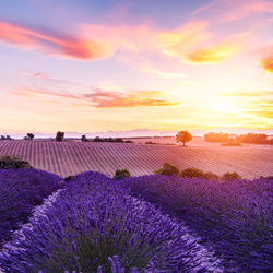 Scenic view of lavender field against sky during sunset