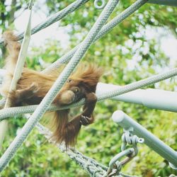 Orangutans sitting on structure at zoo against trees