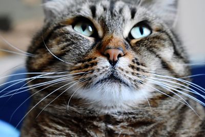 Close-up portrait of a cat