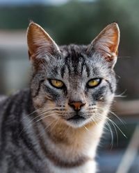 Close-up portrait of a cat