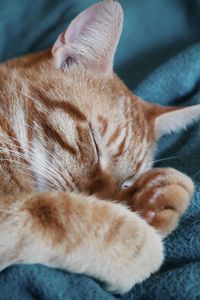 Orange kitten sleeping