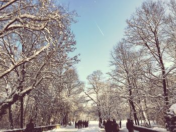 Low angle view of bare trees