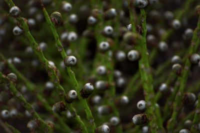 Close-up of water drops on flowers
