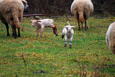 Lambs running on field