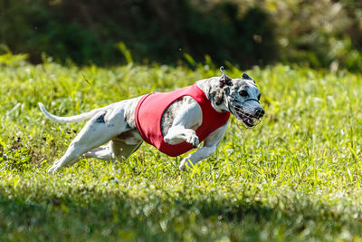 Whippet sprinter dog running and chasing lure on the field