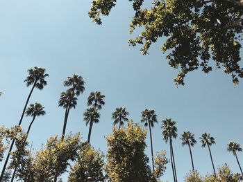 Low angle view of coconut palm trees against clear sky