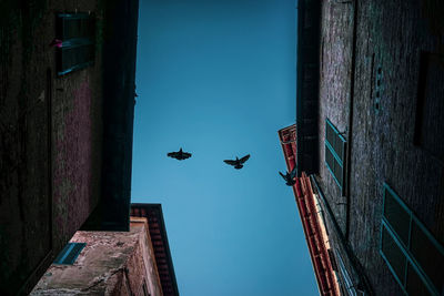 Low angle view of birds flying over buildings against sky