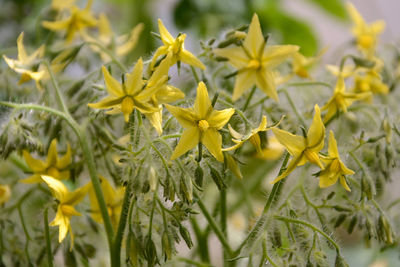 Close-up of yellow flowers blooming outdoors