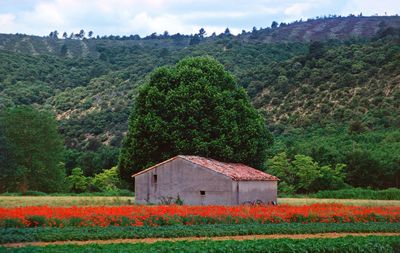 Scenic view of rural landscape