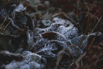 Close-up of frozen dry leaves on field