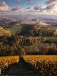 Scenic view of agricultural field against sky