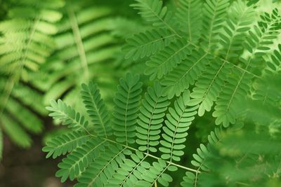 Close-up of fern leaves