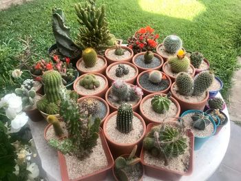 High angle view of potted plants