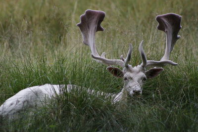 White deer in gras 