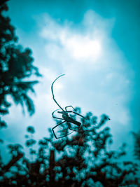 Low angle view of a plant