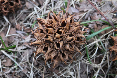 Close-up of pine cone on field