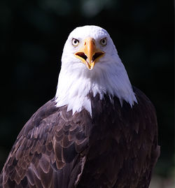 Close-up of bald eagle