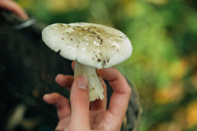 Close-up of hand holding mushroom