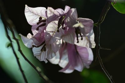 Close-up of flowers