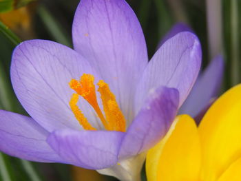 Close-up of purple crocus flower