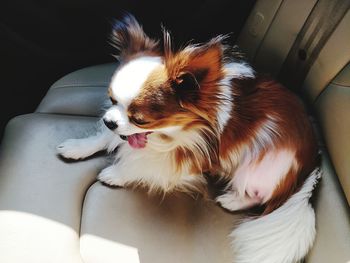 High angle view of dog in car