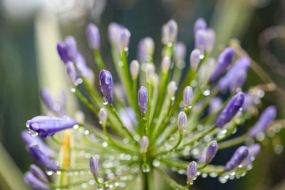 Close-up of wet purple flowers