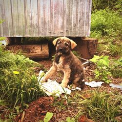 Portrait of dog sitting on wood