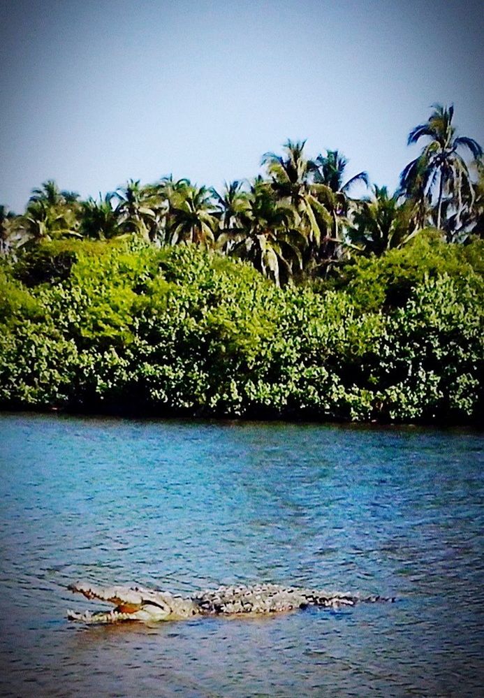 tree, water, growth, tranquility, tranquil scene, nature, beauty in nature, clear sky, waterfront, scenics, palm tree, green color, lake, branch, sky, sea, day, plant, rippled, idyllic