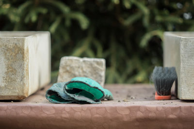 Close-up of a turtle