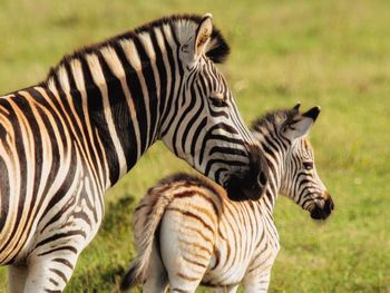 Close-up of zebra on field