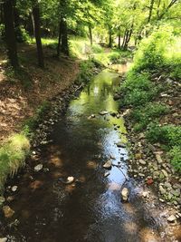 River amidst trees in forest