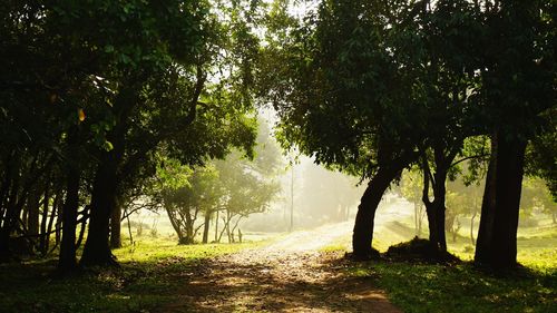 Trees on landscape