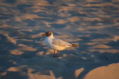 High angle view of seagull on beach