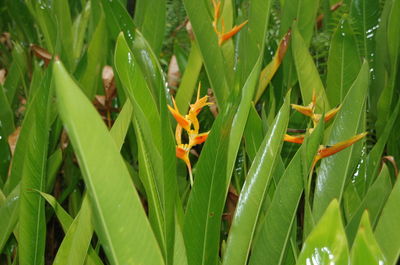 Close-up of green leaves