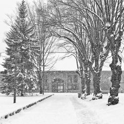 Snow covered trees in winter